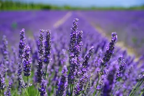 Muggen in regenton: Effectieve tips om je regenton muggenvrij te houden: muggenwerende plant lavendel